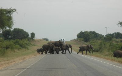Queen Elizabeth National park; Authorities explain why Elephants invaded Kasese town