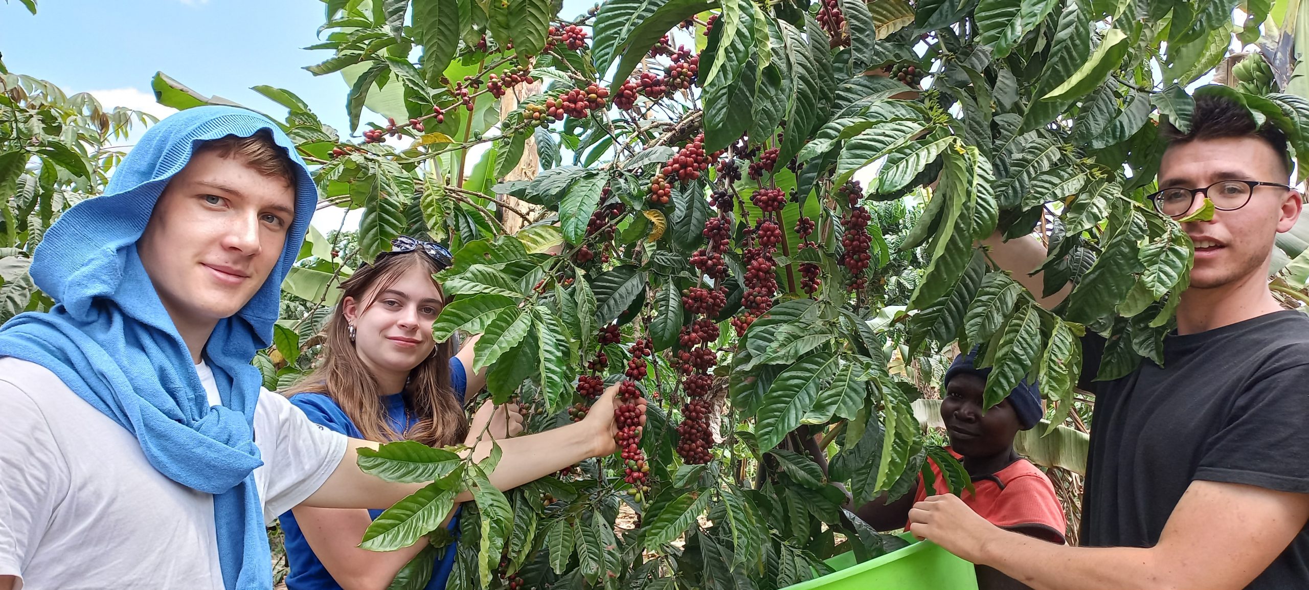 Coffee growing in the garden at Muga Eco Village