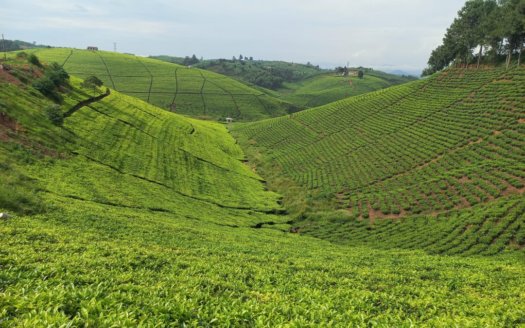 Buhweju Leaders drafts Ordinance to regulate Tea Industry.